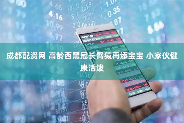 成都配资网 高龄西黑冠长臂猿再添宝宝 小家伙健康活泼